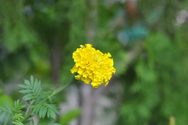 ปลูกดาวเรือง