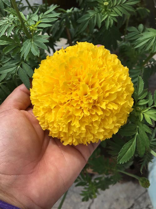 ปลูกดาวเรือง