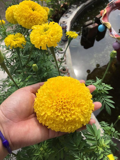 ปลูกดาวเรือง