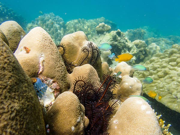 ทะเลเมียนมา