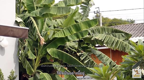 จั๊กจั่น อคัมย์สิริ