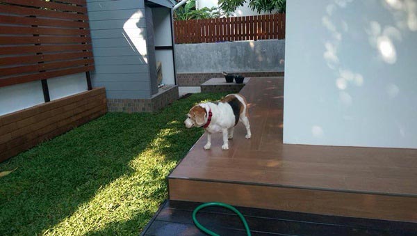 จัดสวนริมรั้ว