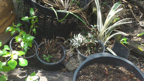 จัดสวนริมรั้ว