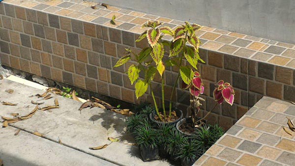 จัดสวนริมรั้ว