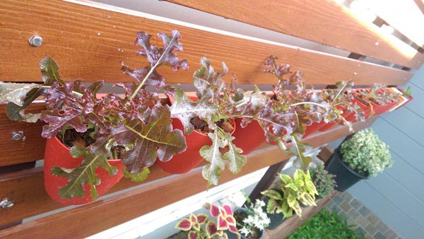 จัดสวนริมรั้ว