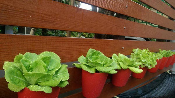 จัดสวนริมรั้ว