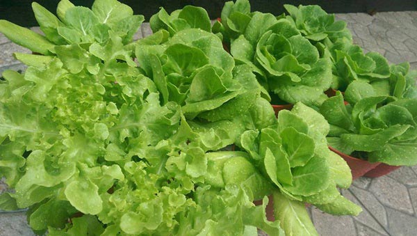 จัดสวนริมรั้ว