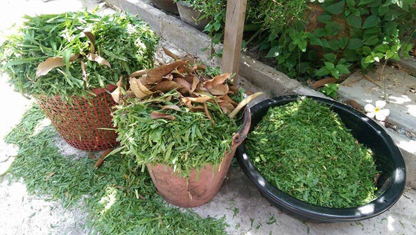 จัดสวนริมรั้ว