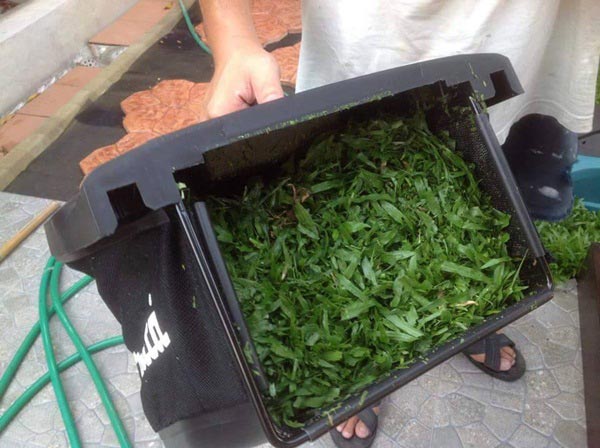 จัดสวนริมรั้ว