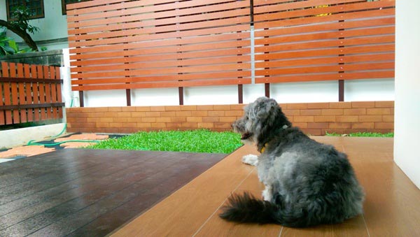 จัดสวนริมรั้ว