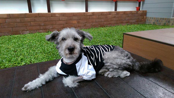 จัดสวนริมรั้ว