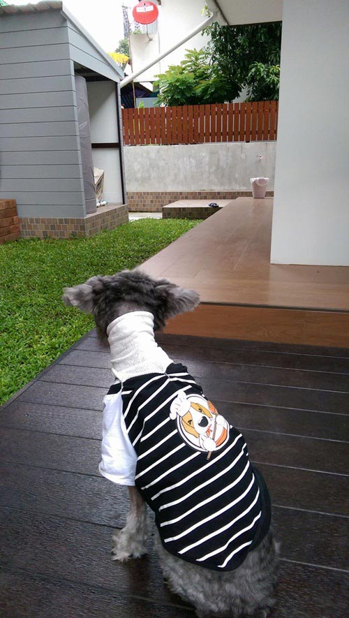 จัดสวนริมรั้ว