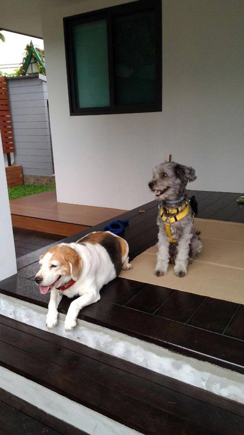 จัดสวนริมรั้ว