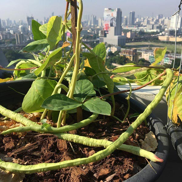 บ้าน โอ๋ ฟูตอง