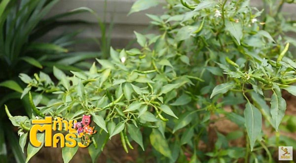 บ้าน ปอ AF7