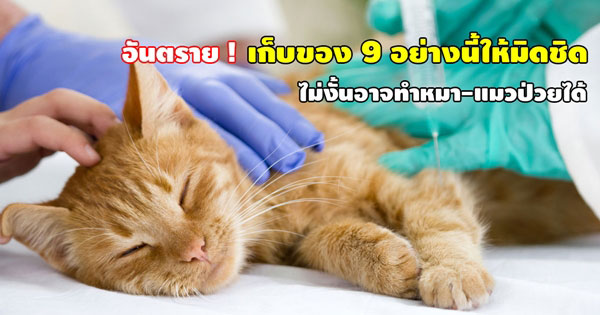 วิธีดูแลสัตว์เลี้ยง