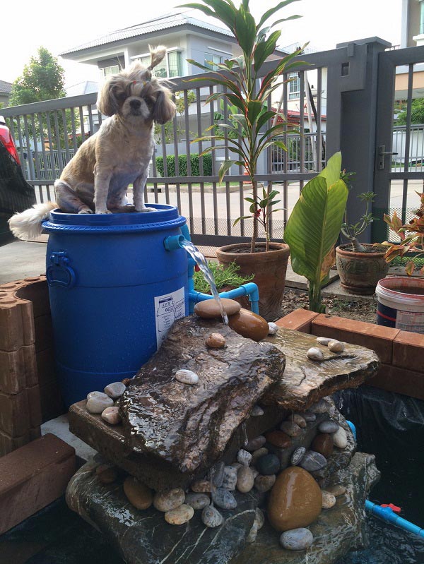 ทำบ่อปลาคาร์พด้วยตัวเอง