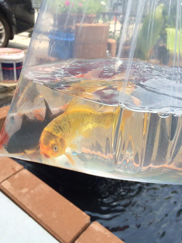 ทำบ่อปลาคาร์พด้วยตัวเอง