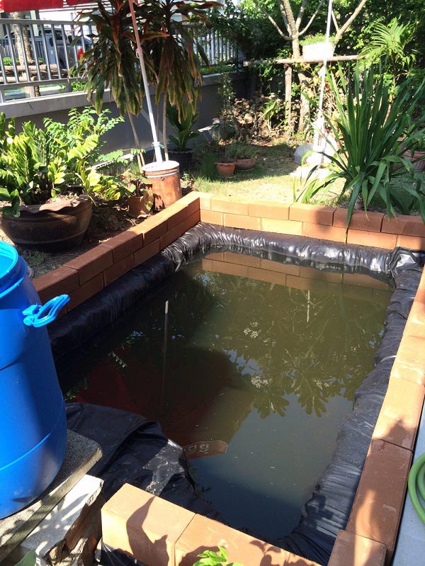 ทำบ่อปลาคาร์พด้วยตัวเอง