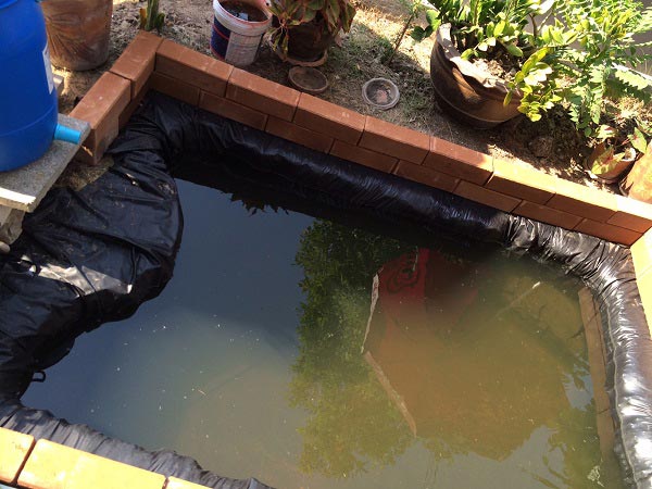 ทำบ่อปลาคาร์พด้วยตัวเอง