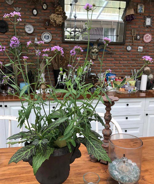 บ้าน ต่าย เพ็ญพักตร์