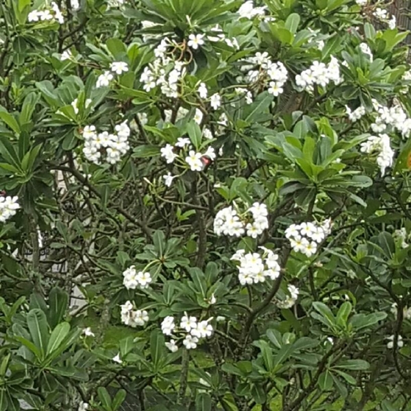 บ้าน ตั๊ก มยุรา เศวตศิลา