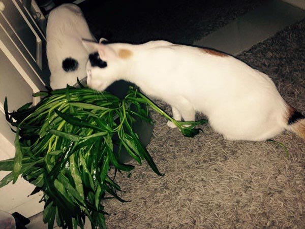 ตกแต่งทาวน์โฮม 2 ชั้น