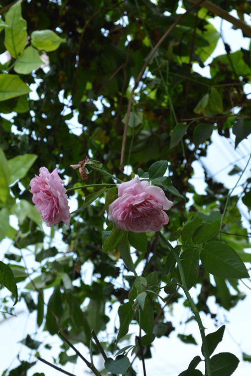 ตกแต่งทาวน์โฮม 2 ชั้น