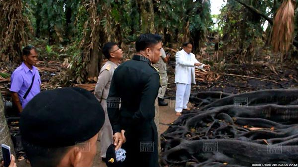 ต้นมะเดื่อยักษ์คำชะโนด