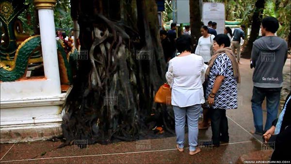 ต้นมะเดื่อยักษ์คำชะโนด