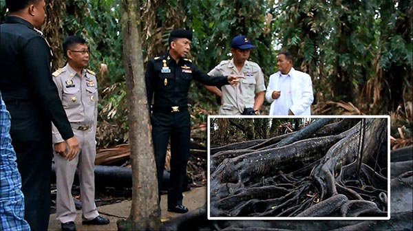 ต้นมะเดื่อยักษ์คำชะโนด