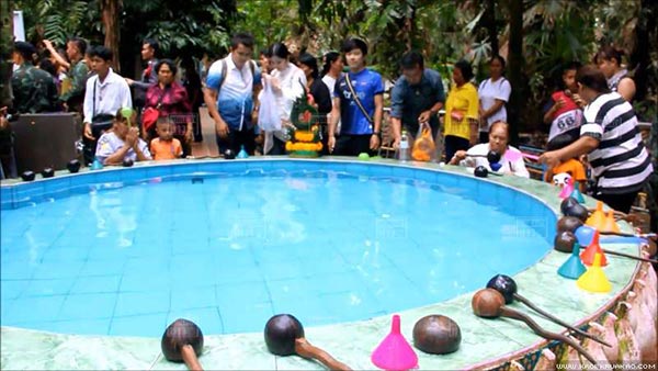 ต้นมะเดื่อยักษ์คำชะโนด