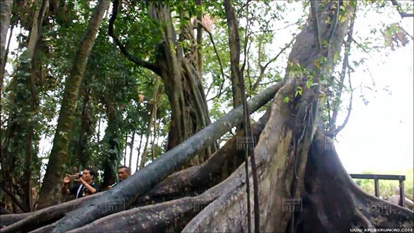 ต้นมะเดื่อยักษ์คำชะโนด