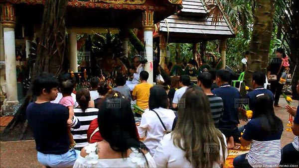 ต้นมะเดื่อยักษ์คำชะโนด