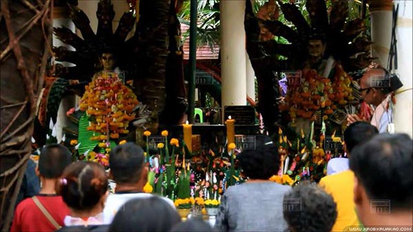 ต้นมะเดื่อยักษ์คำชะโนด