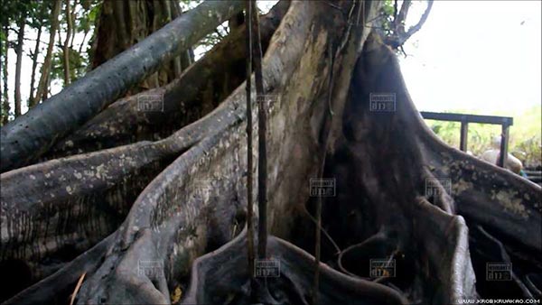 ต้นมะเดื่อยักษ์คำชะโนด