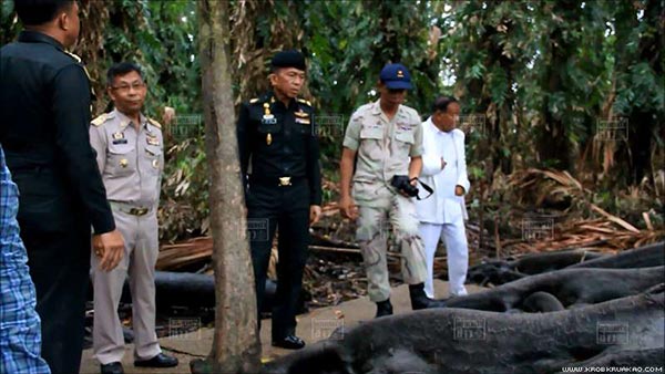 ต้นมะเดื่อยักษ์คำชะโนด