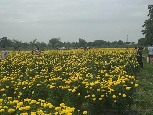 ทุ่งดอกดาวเรือง ลาดพร้าว