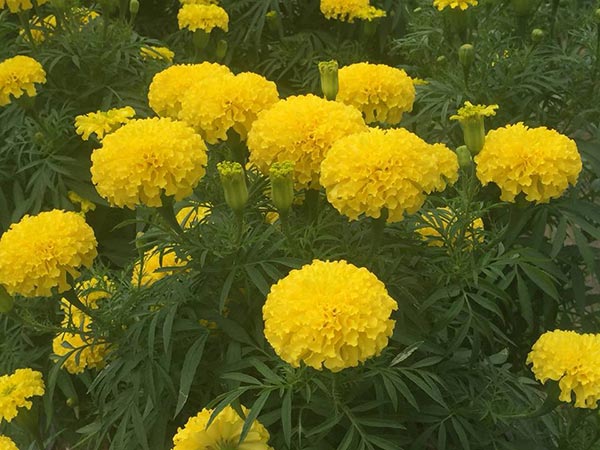 ทุ่งดอกดาวเรือง ลาดพร้าว