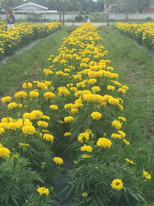 ทุ่งดอกดาวเรือง ลาดพร้าว