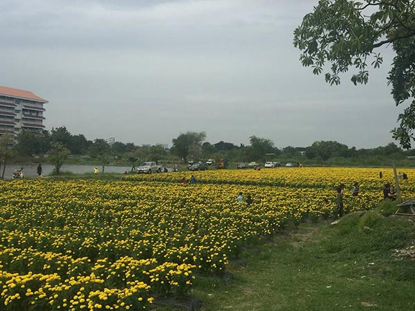 ทุ่งดอกดาวเรือง ลาดพร้าว