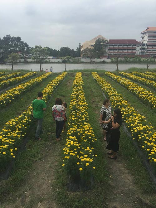 ทุ่งดอกดาวเรือง ลาดพร้าว