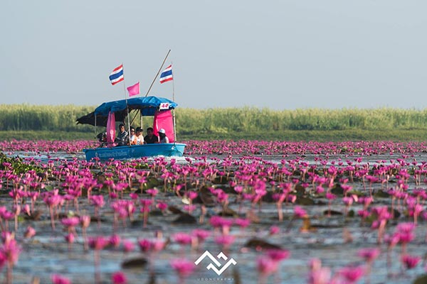 ทะเลบัวแดง