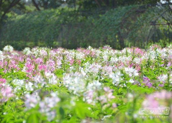 จิม ทอมป์สัน ฟาร์มทัวร์ 2560