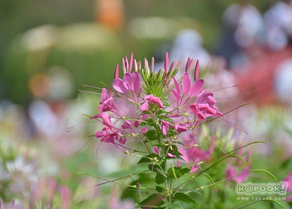 จิม ทอมป์สัน ฟาร์มทัวร์ 2560