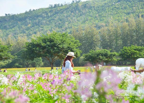 จิม ทอมป์สัน ฟาร์มทัวร์ 2560