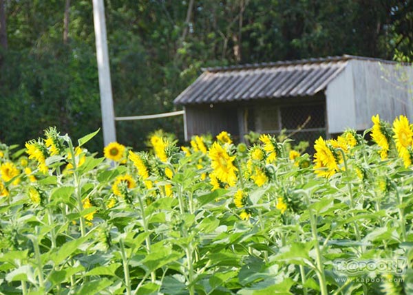 จิม ทอมป์สัน ฟาร์มทัวร์ 2560