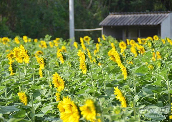 จิม ทอมป์สัน ฟาร์มทัวร์ 2560