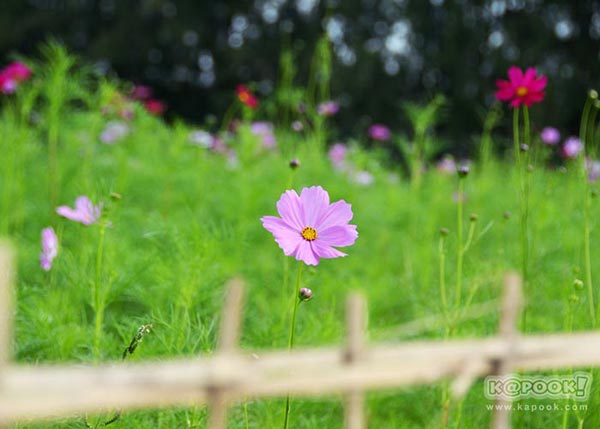 จิม ทอมป์สัน ฟาร์มทัวร์ 2560