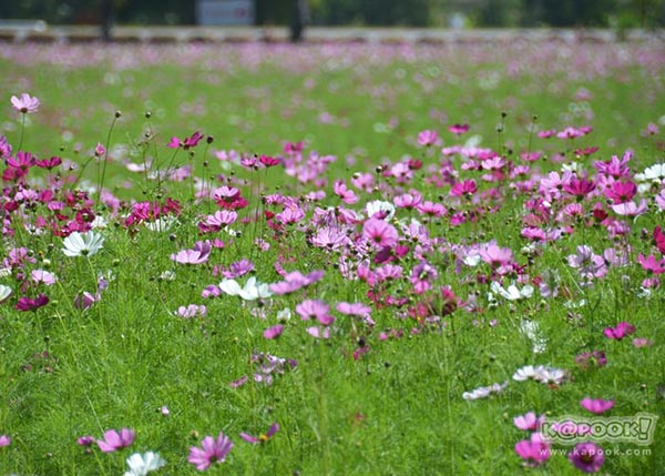 จิม ทอมป์สัน ฟาร์มทัวร์ 2560